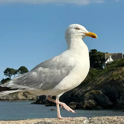 Photo d'une mouette à Guérande